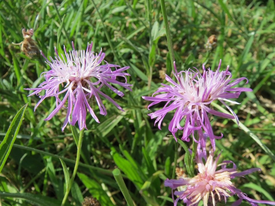 wildflower brown knapweed inflorescence