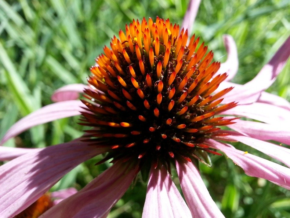 furry heart of purple flower