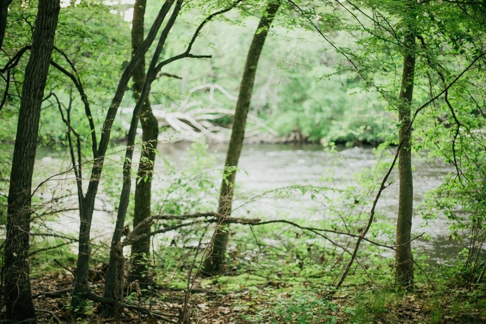 the river behind the trees in the forest