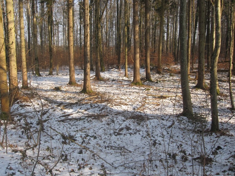 snow on the ground in the forest