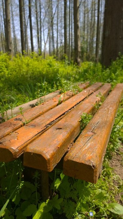 wooden bench in the thickets of green forest