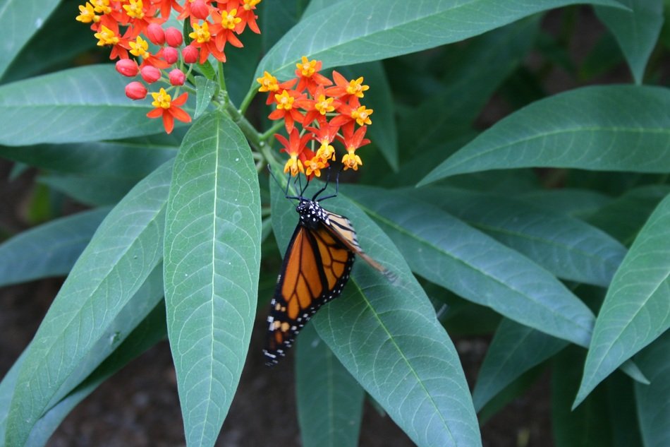 butterfly among the leaves of a plant with bright flowers
