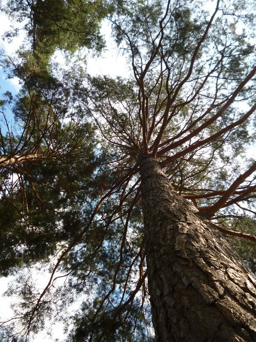 pine in the forest