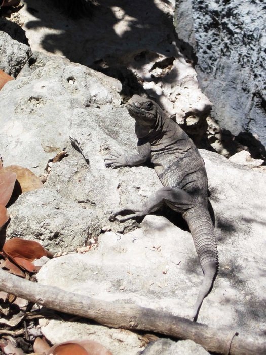 Beautiful and cute iguana on the rocks on a sunny day