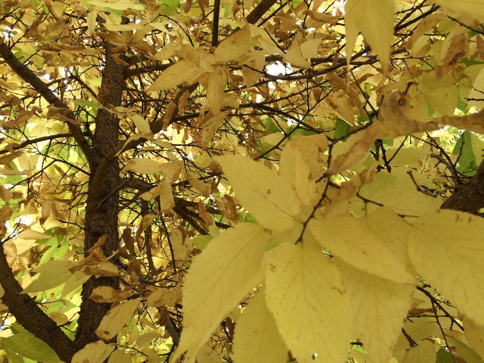 Light yellow leaves of the tree