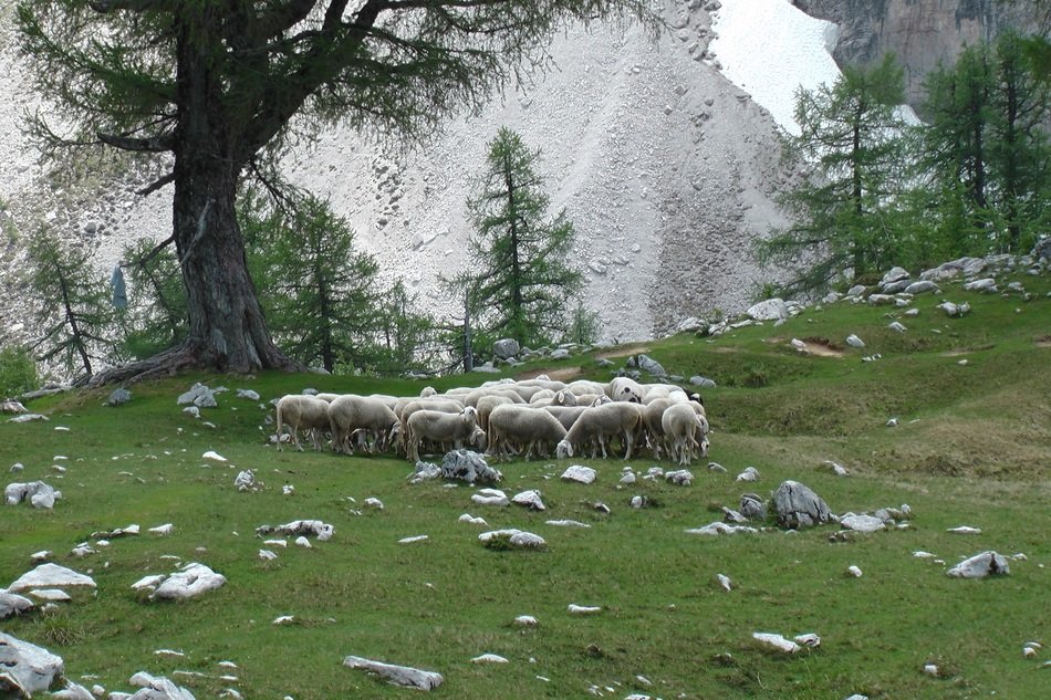 Beautiful sheep herd gazing among the stones on beautiful mountain landscape