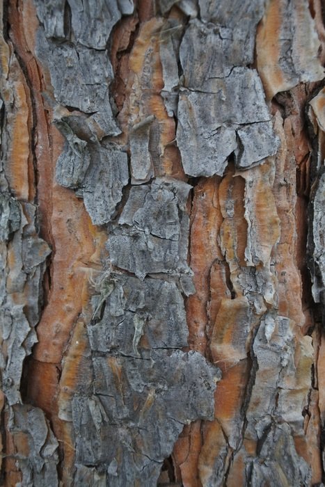 Natural tree bark of christmas tree close-up