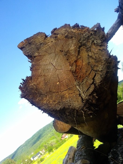stacked old tree