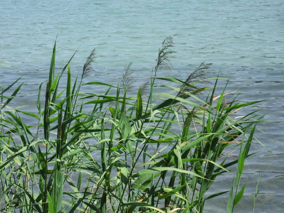 green reed near the water