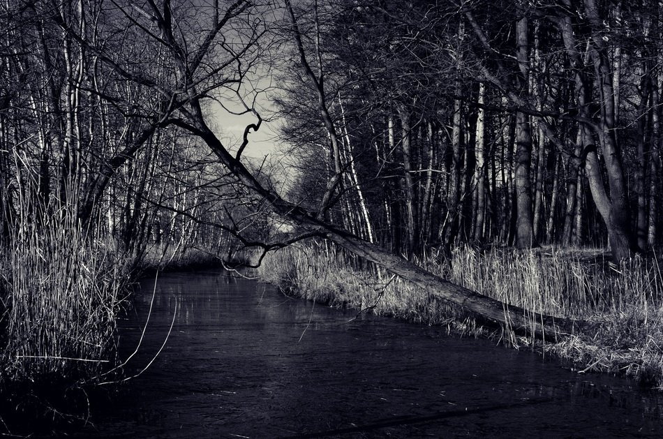 river among the forest in black and white background
