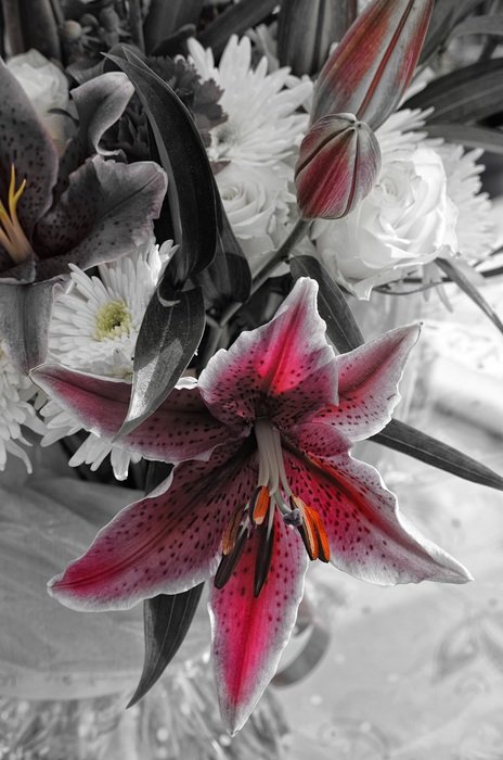 star lily in the garden
