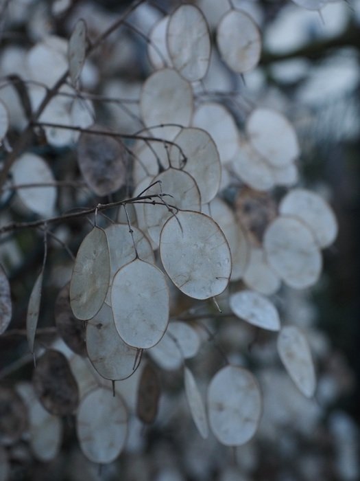 silver leaf in the forest close-up on blurred background