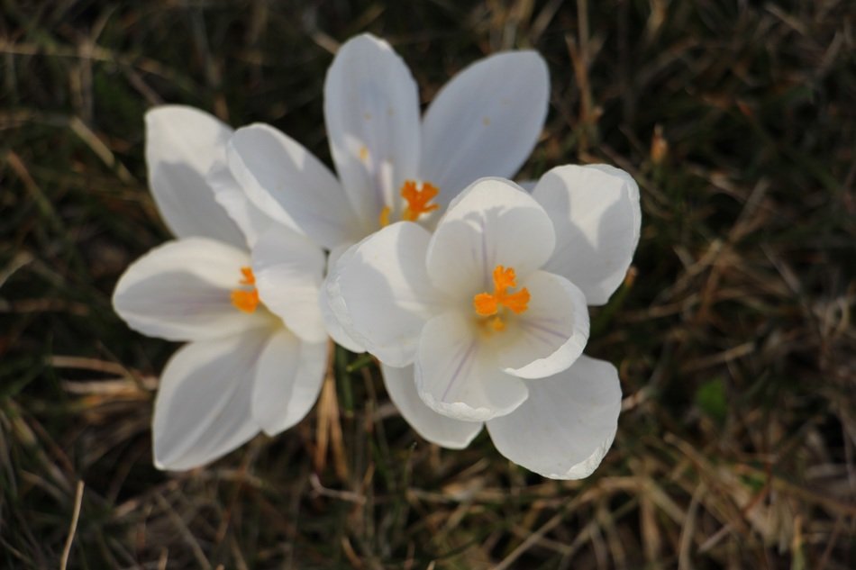 White spring crocus
