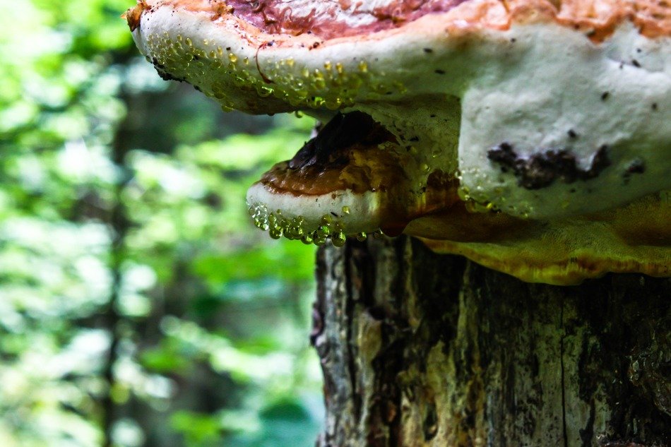 drops on a tree mushroom closeup
