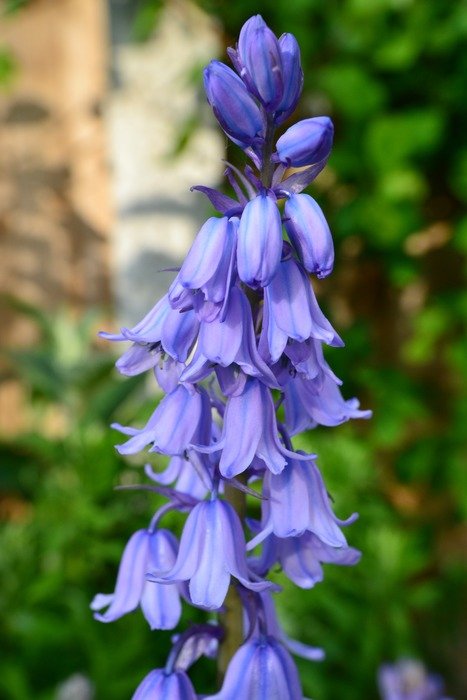 purple petals of the bell