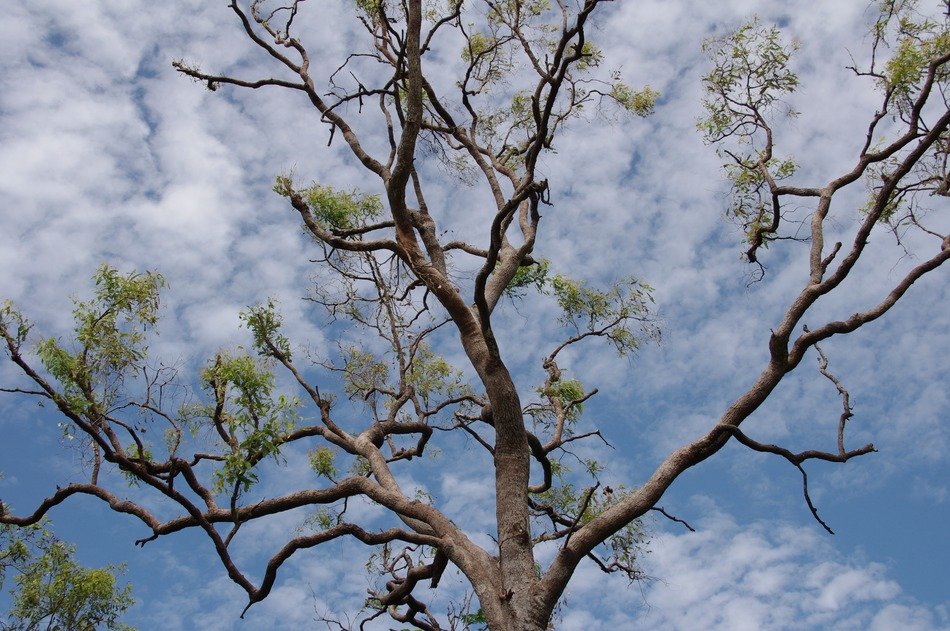 big half-tree against the sky