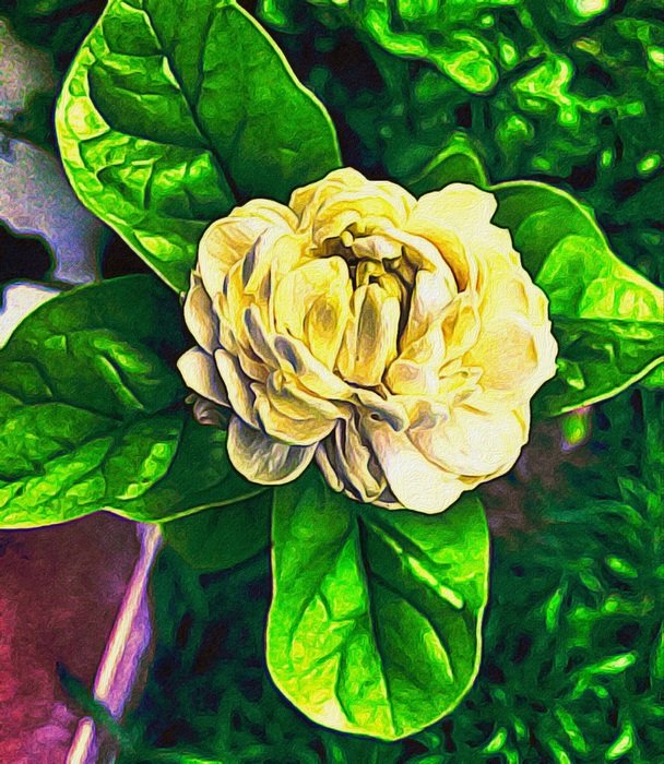 yellow flower with green leaves in the garden