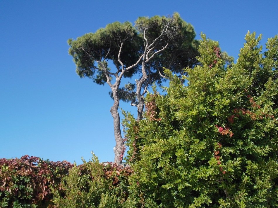 landscape of green shrubs and pine tree