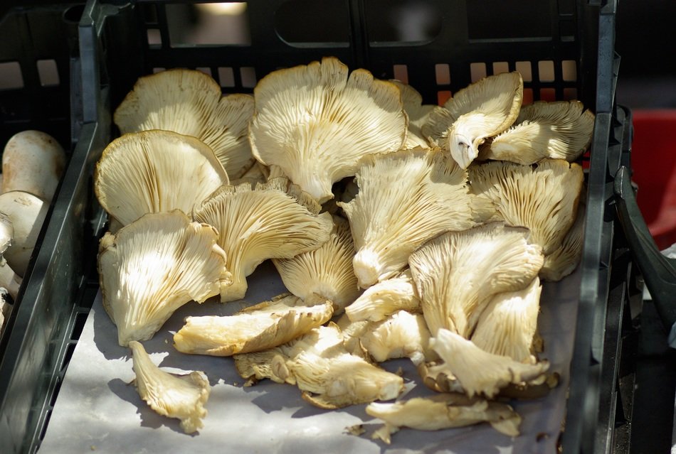 amazing mushrooms