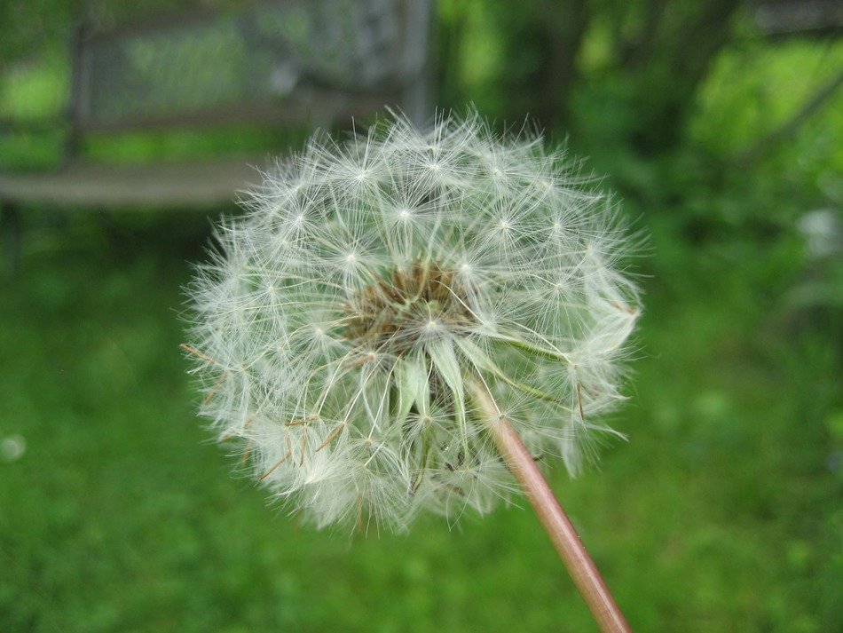 white dandelion on a background of green grass in the forest