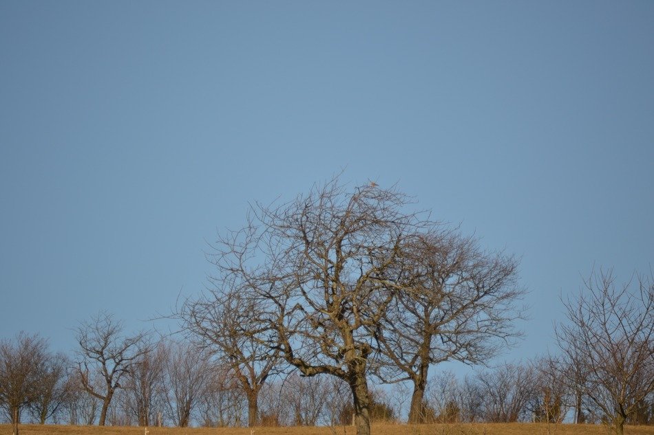 trees against the blue sky