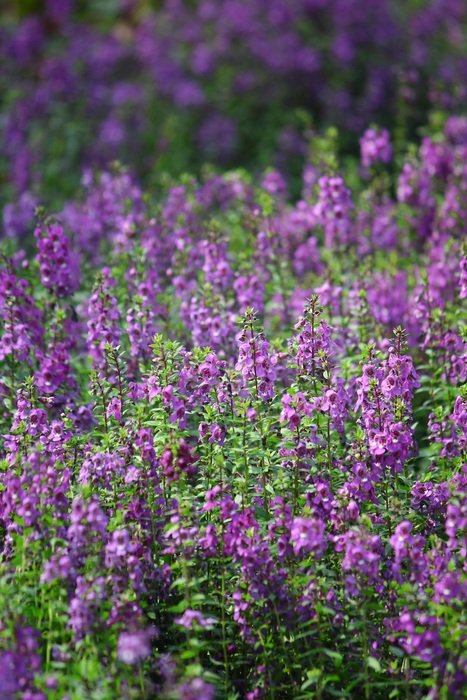 purple flowers in nature in spring