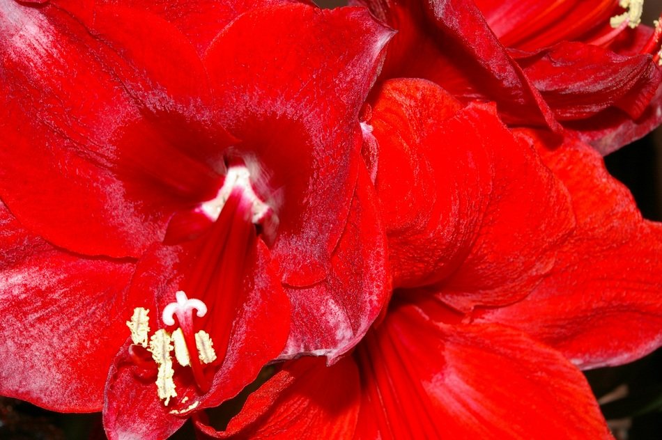 red amaryllis closeup