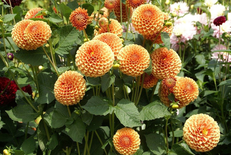 peach beautiful flower