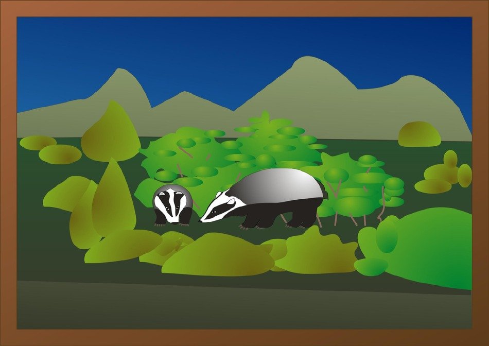 drawn two badgers in the forest