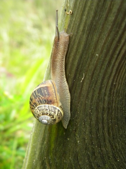 snail on a dark green trunk close up