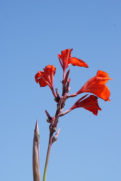 flower bud in the sky