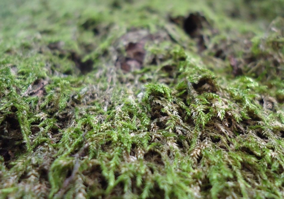 Moss on the floor in the forest