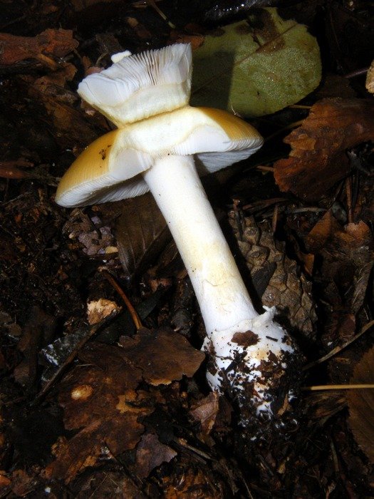 russula on the ground among the dark foliage