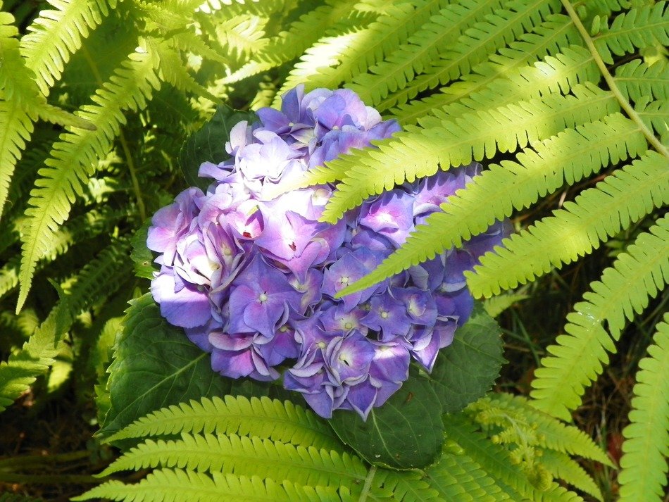 picture of the purple bloom flower and green leaves in nature