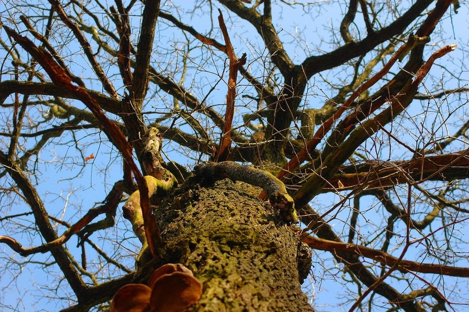 bottom view of the leafless tree