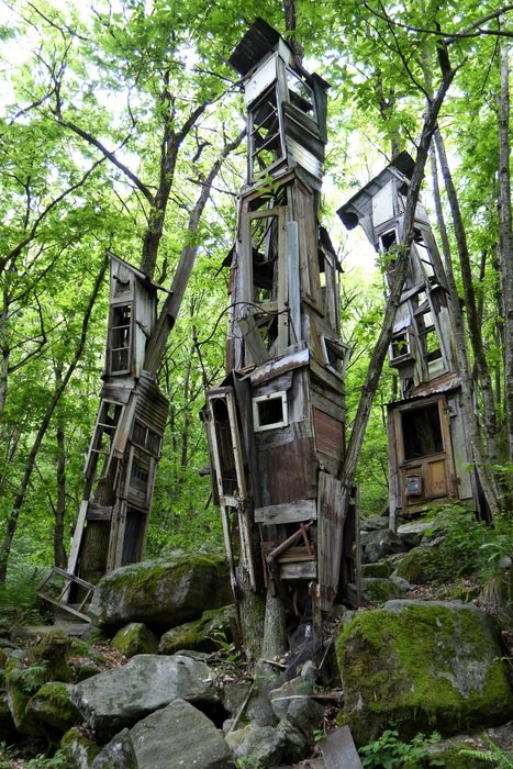 trees at home in the forest
