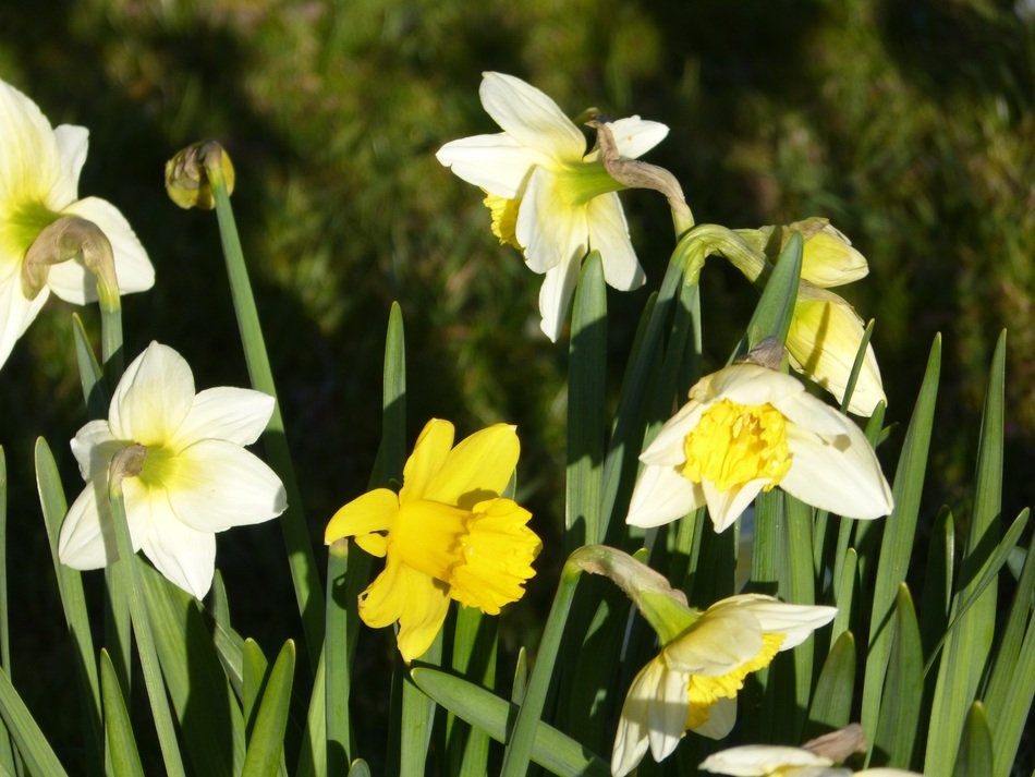narcissus blossom in the garden