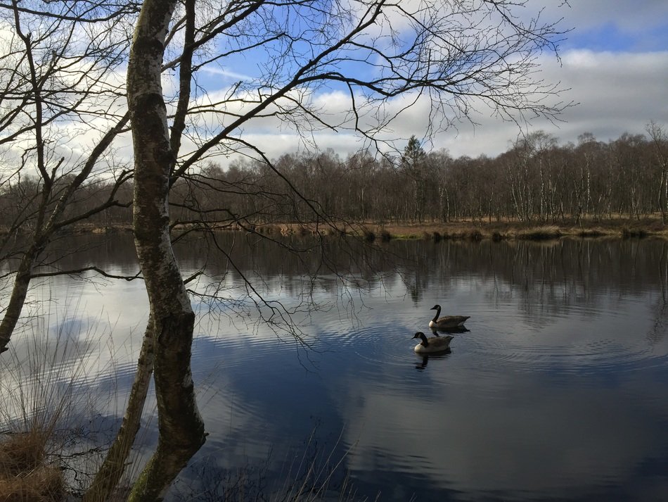 ducks on the pond that reflects the clouds