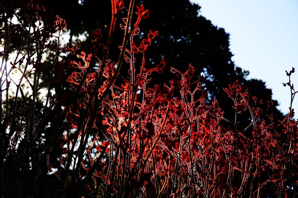 Natural red flowers