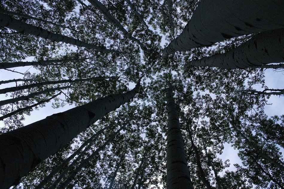 bottom view of the trees crown