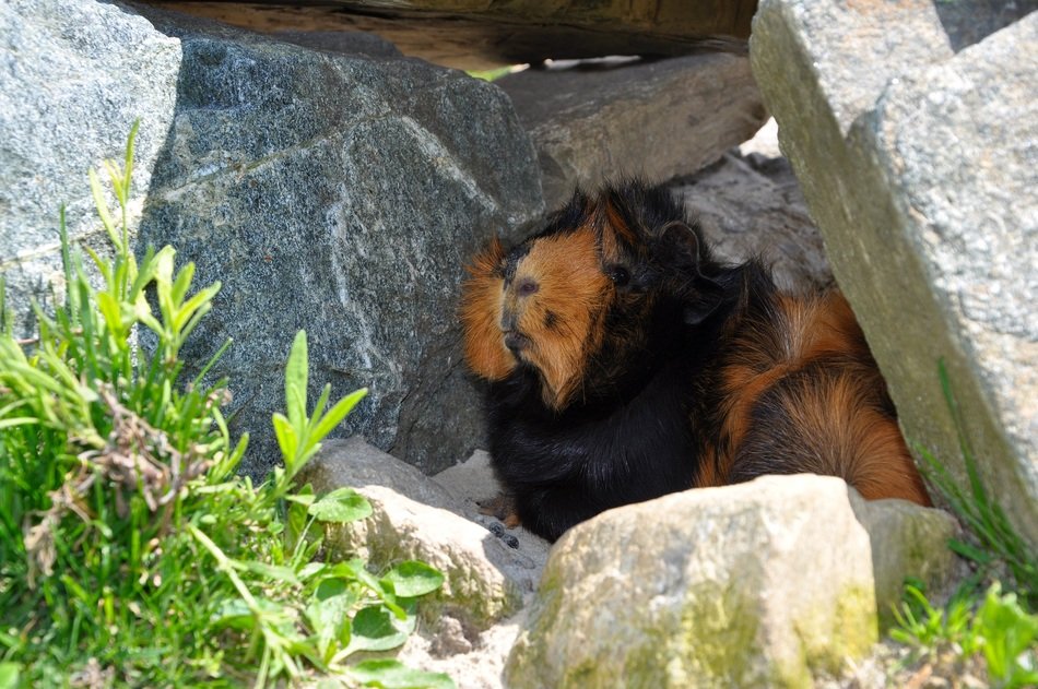 guinea pig among the stones