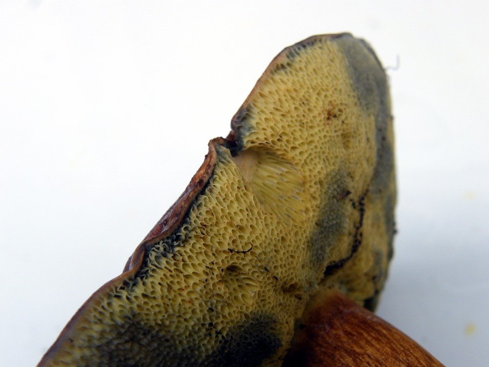 maroner closeup