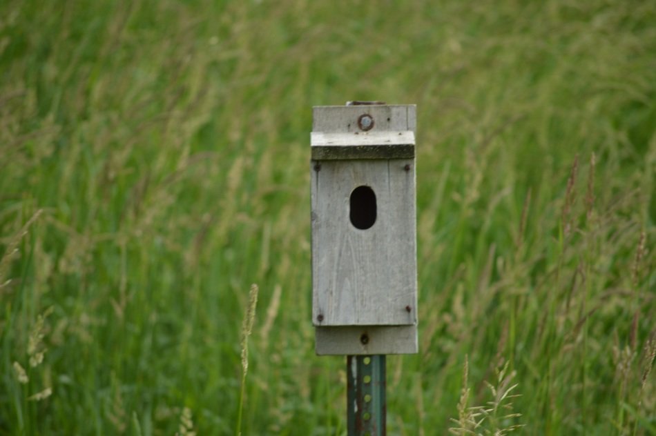 Wooden birdhouse on green field