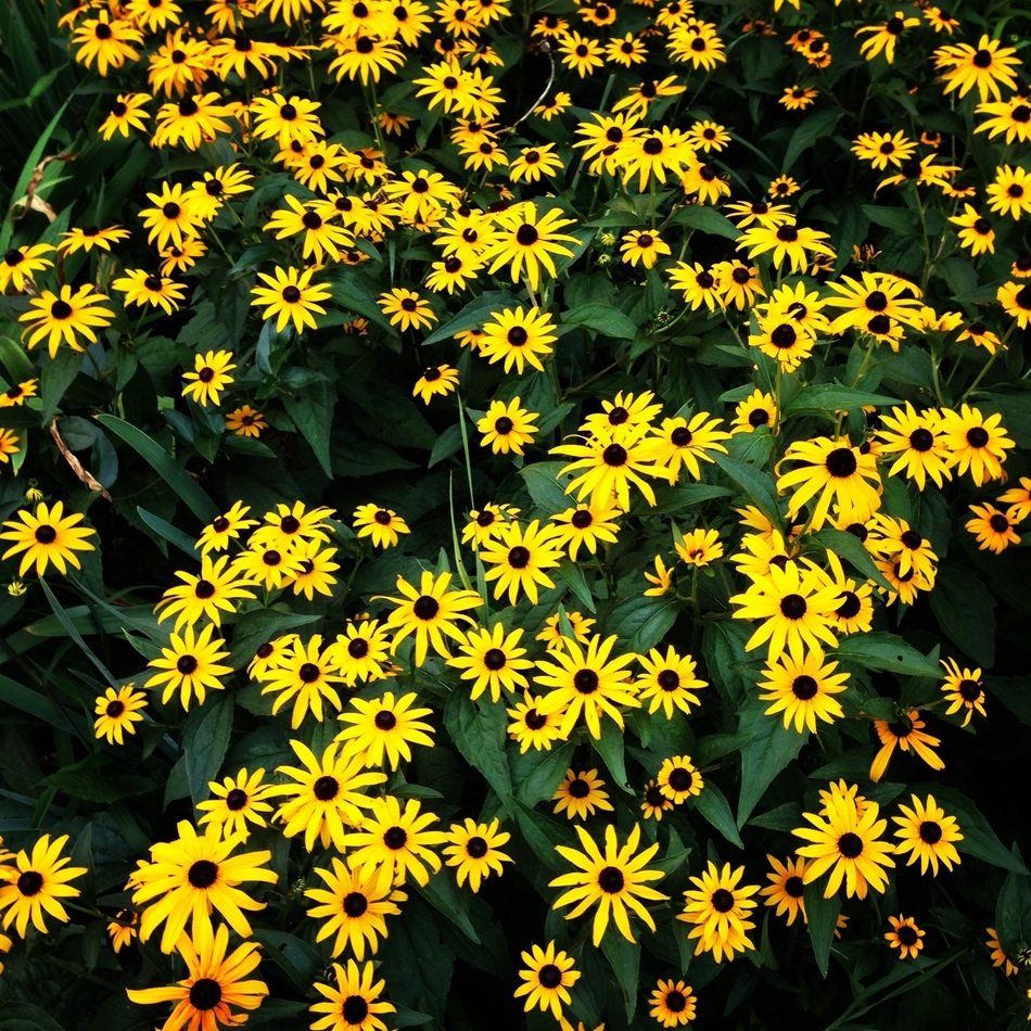 sea of yellow garden flowers