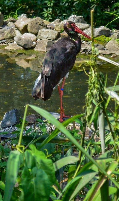 dark crane on a lake on a sunny day