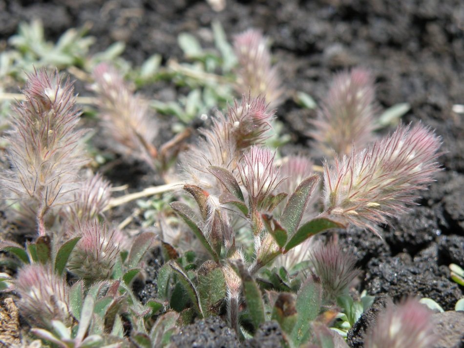 Macro picture of the flowers in nature