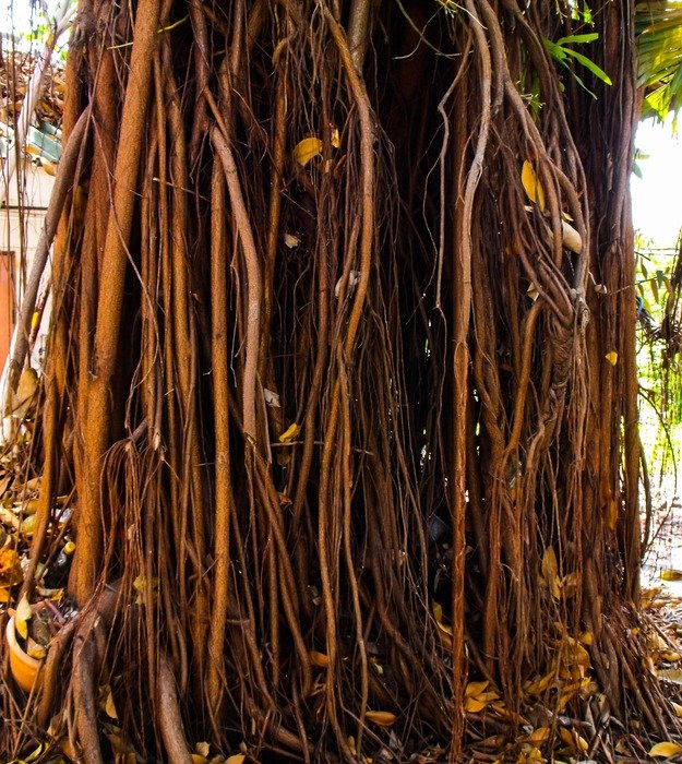 aerial roots in the forest