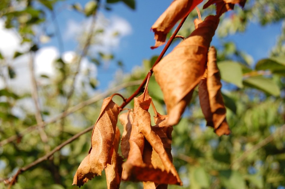 Picture of the dried leaves