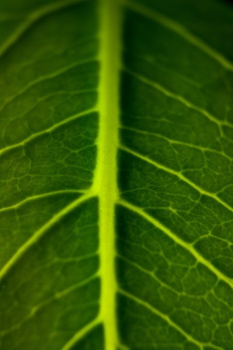 green leaf details