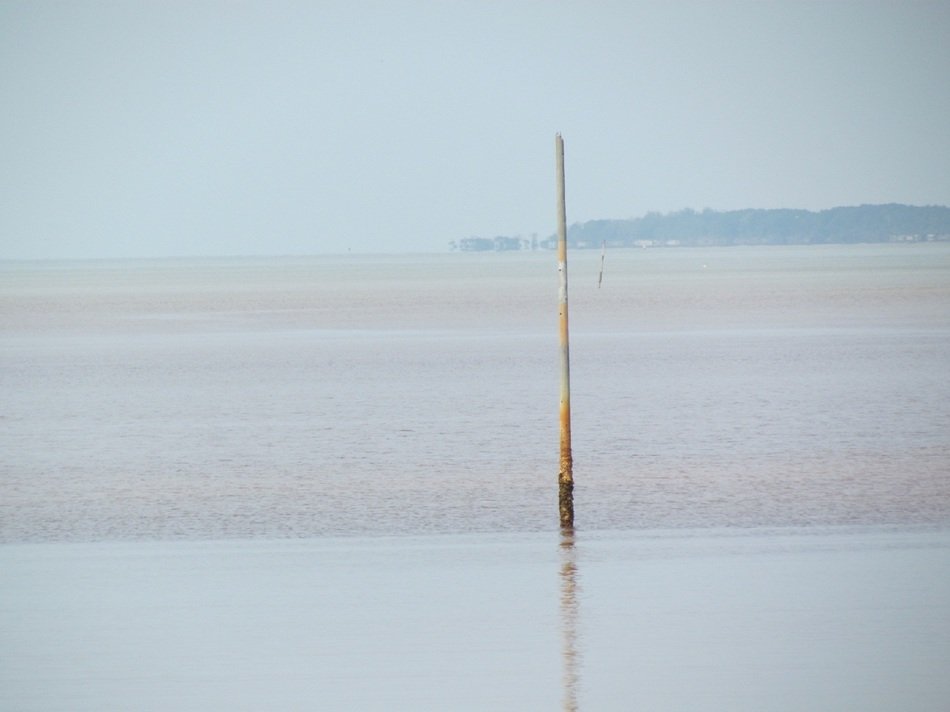 wooden stick in the water near the beach